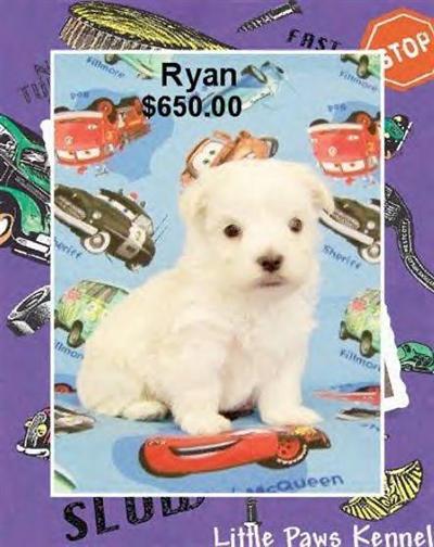 Puppies in LA